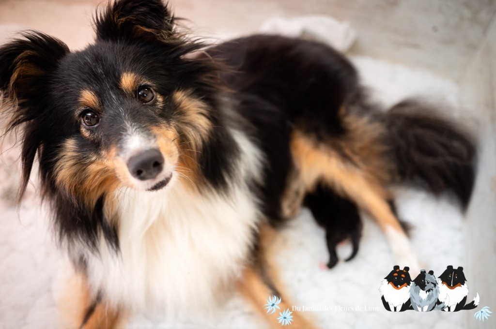 chiot Shetland Sheepdog Du Jardin Des Fleurs De Lune