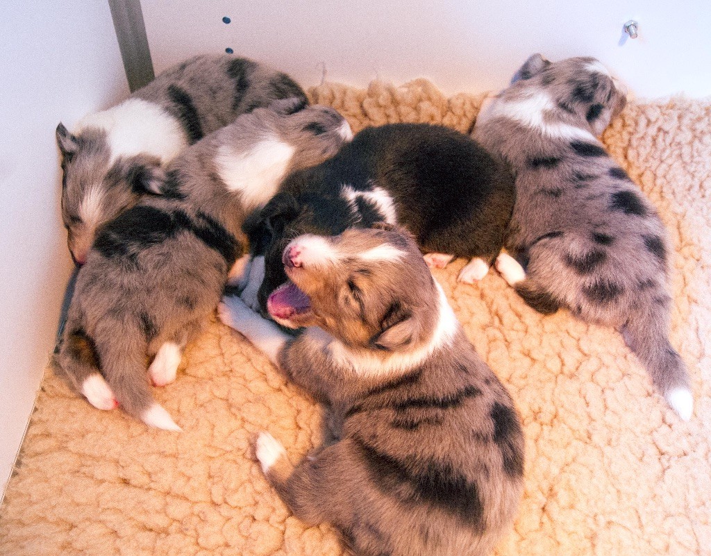 Du Jardin Des Fleurs De Lune - Chiots disponibles