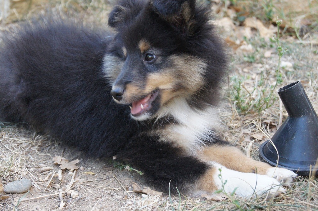 Du Jardin Des Fleurs De Lune - Shetland Sheepdog - Portée née le 28/06/2019