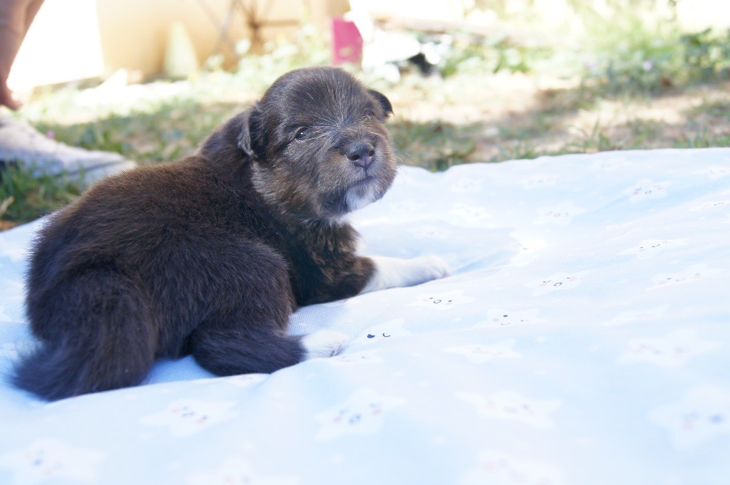 Du Jardin Des Fleurs De Lune - Shetland Sheepdog - Portée née le 26/08/2020