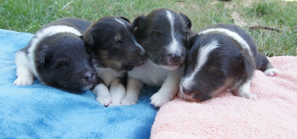Chiot Shetland Sheepdog Du Jardin Des Fleurs De Lune